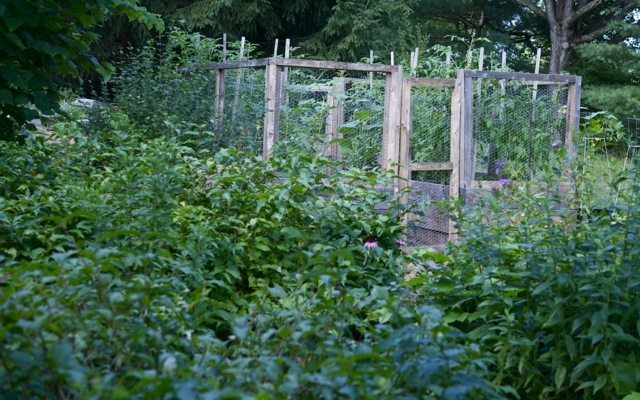 Front garden 790 xxx